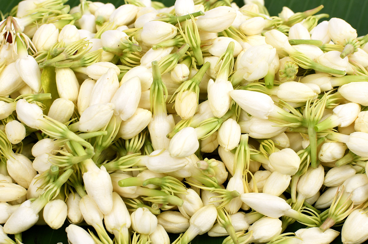 Bharat Flowers gallery